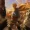 انیمه Demons of the Shadow Realm